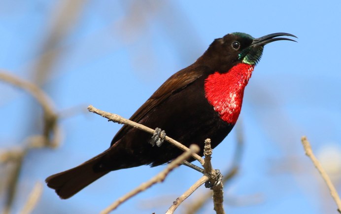 Purple Rumped Sunbird
