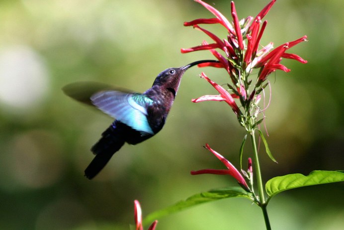 Chalcomitra senegalensis)