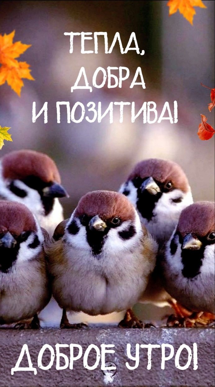 Сова пустельга