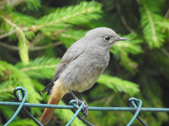 Американская горихвостка