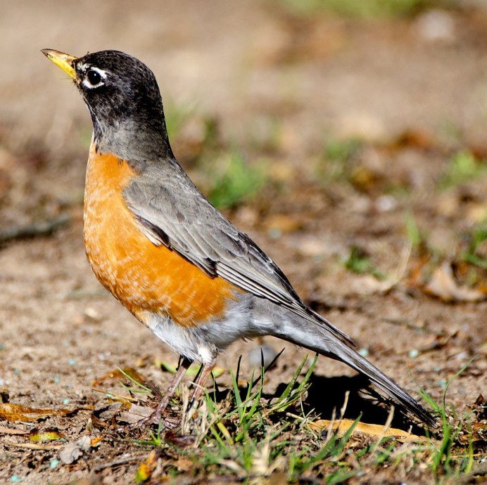Тропический Воробей
