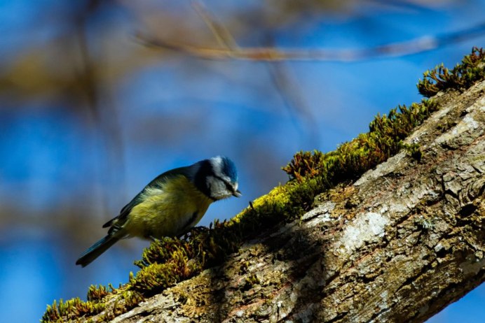 Серебрица птица