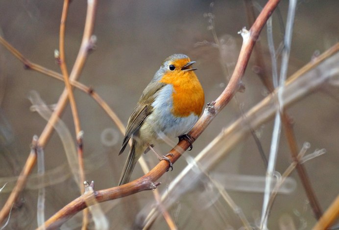 Птицы отряда воробьиных