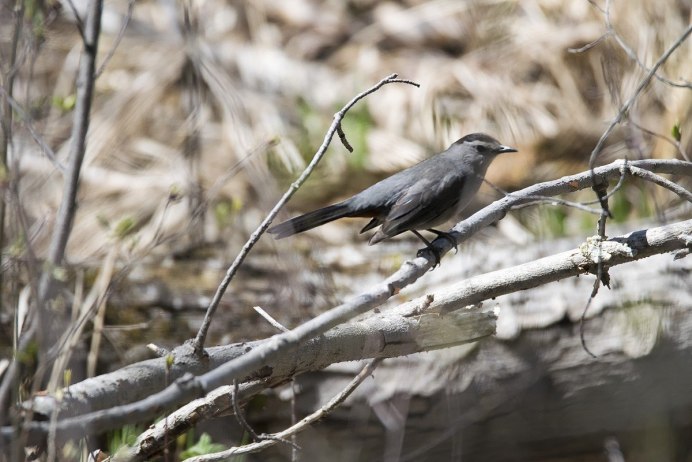 Серый Дрозд (Grey Catbird)
