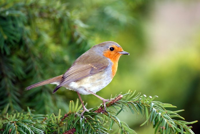 Серебрица птица