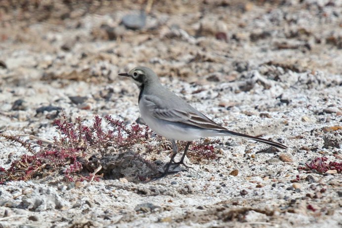 Серебрица птица