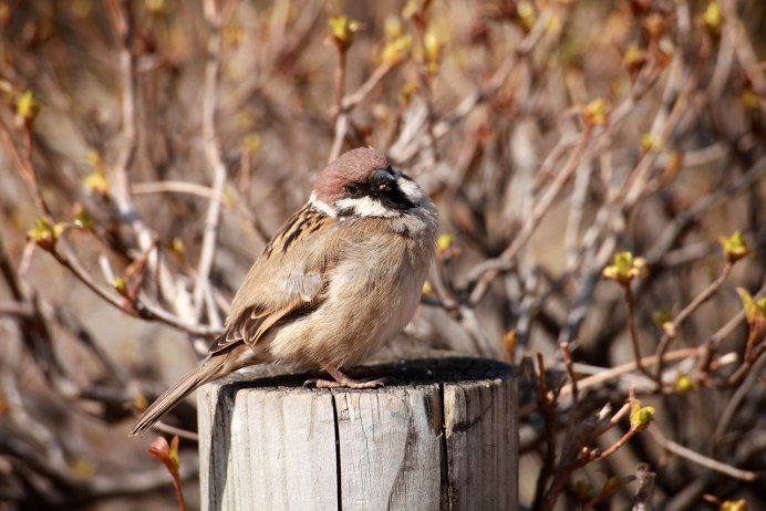 Серебрица птица