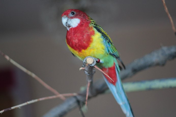 Школа для попугаев в Австралии