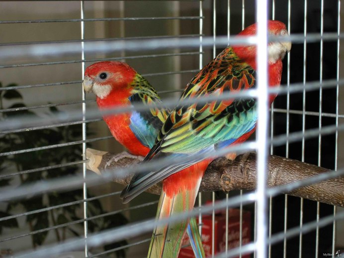 Розелла пестрая самка