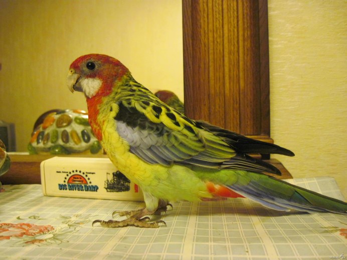 Попугай Розелла мальчик