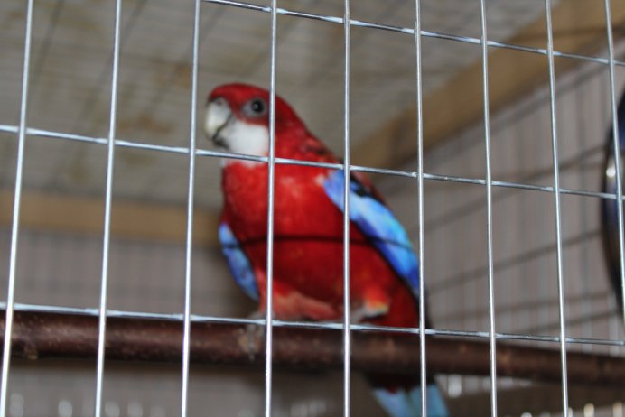 Розелла пенантовая синяя