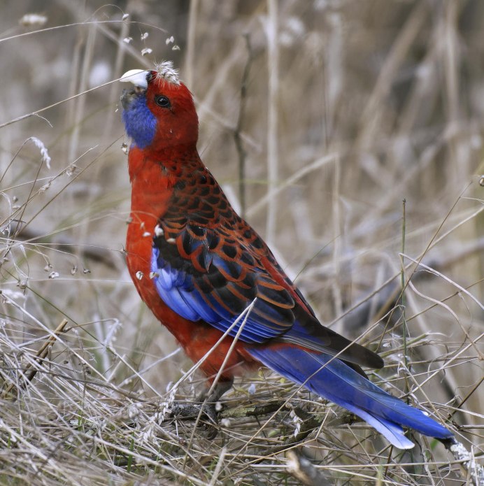 Попугай Розелла самец