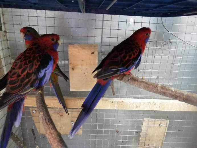 Розелла попугай теряет перья