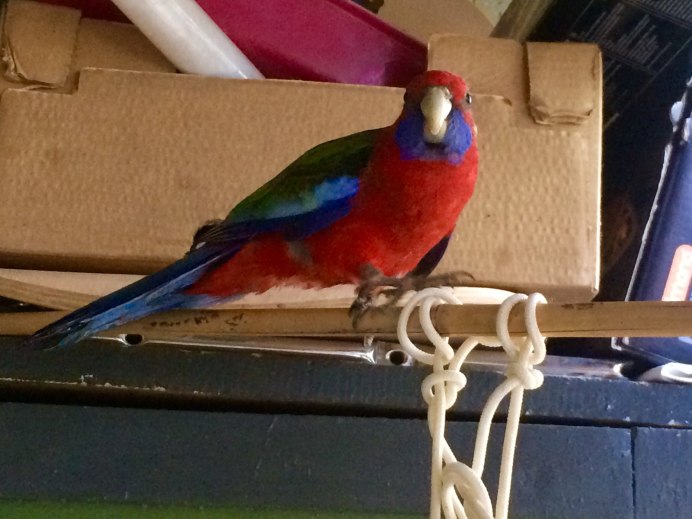 Красноголовая Розелла