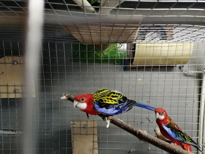 Гнездо для попугая Розелла