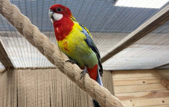 Волнистый корелла Розелла