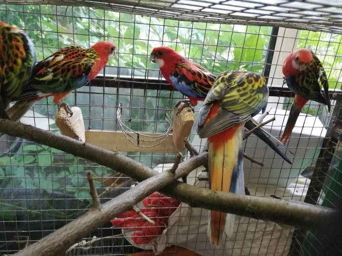 Попугай Розелла пестрая