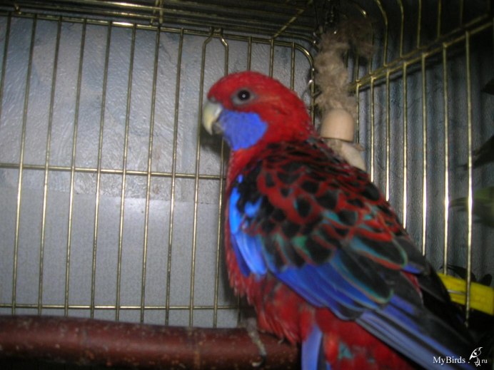 Корелла и неразлучник