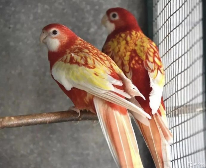 Розелла (растение)