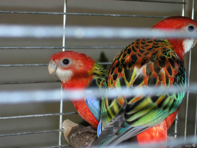 Розелла птенец