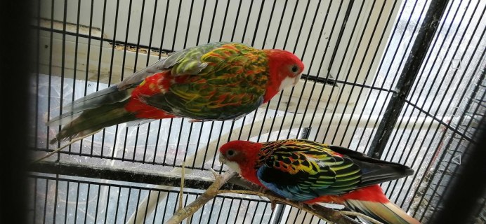 Гнездо для попугая Розелла