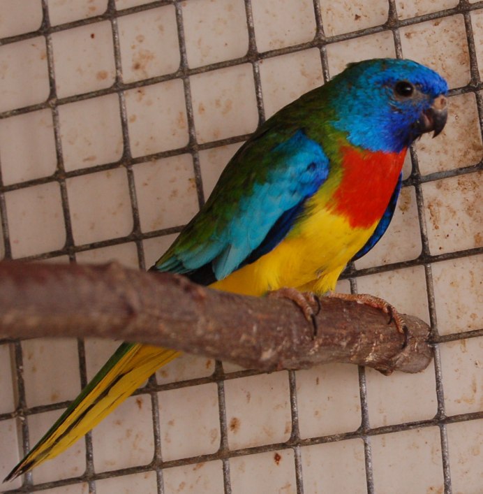 Птенец Пенантовой розеллы