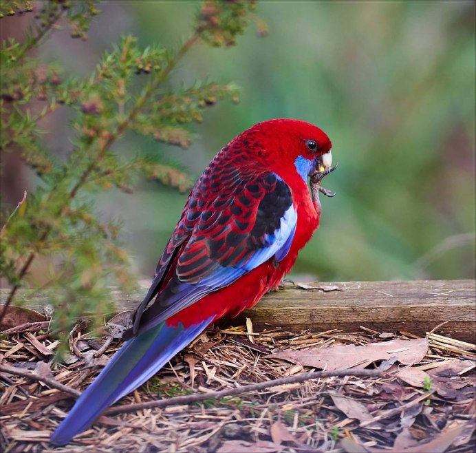 Розелла отличие самца от самки