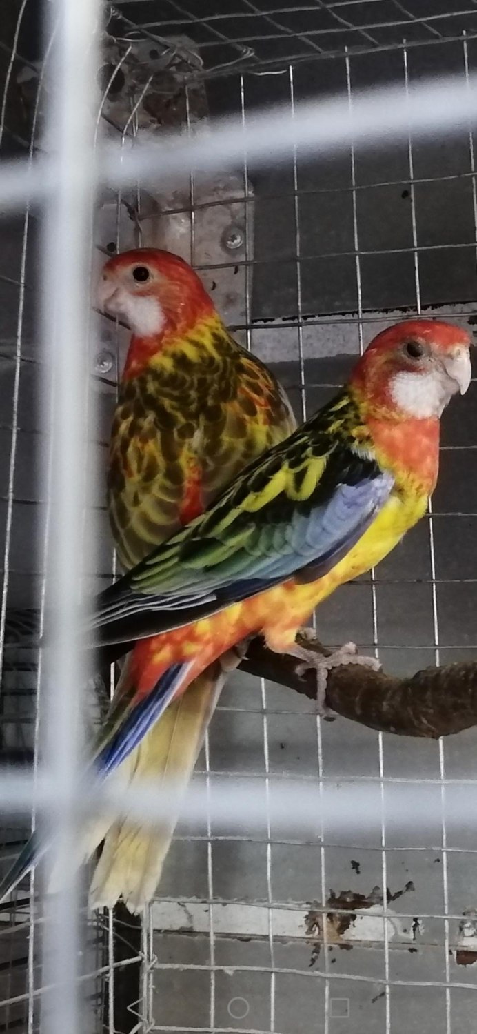 Розелла пестрая Platycercus Eximius