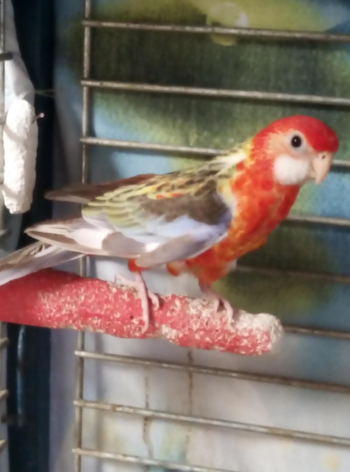 Амадина Розелла красная