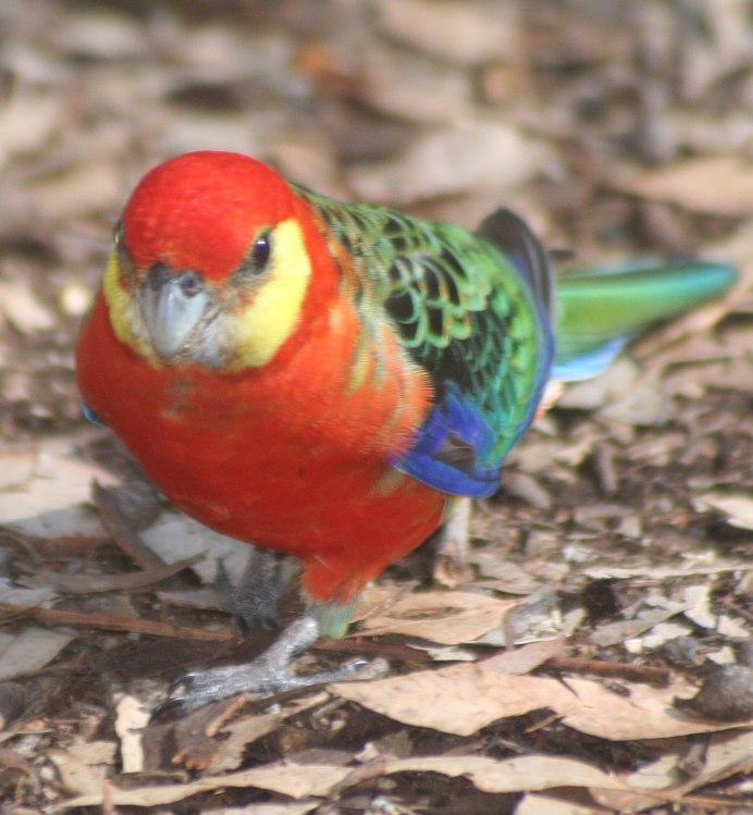 Розелла семена