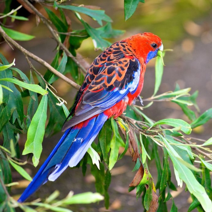 Восточная Розелла (Platycercus Eximius)