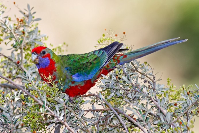 Самка розеллы Рубин лютино