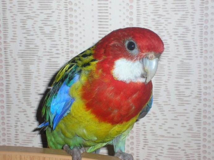 Попугай Розелла лютино
