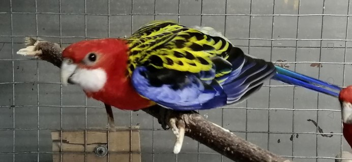 Розелла птенец