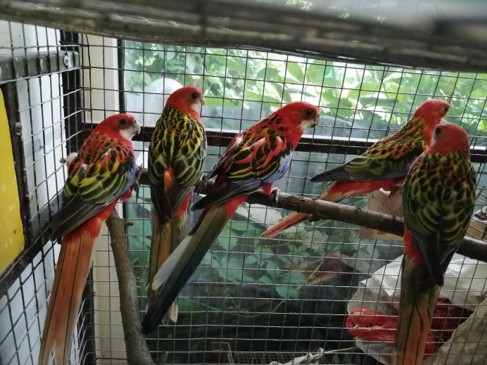 Птенец попугая Розелла