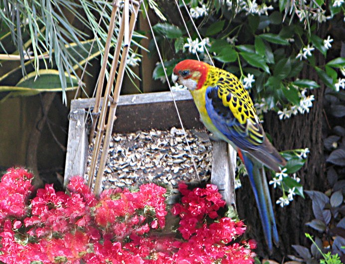 Сад райских птиц Миндо в Санкт-Петербурге