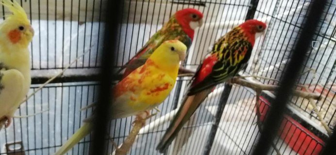 Самый длиннохвостый попугай