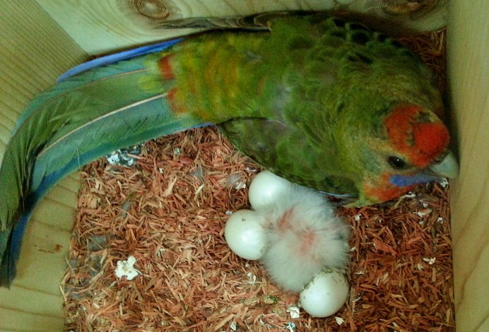 Пестрый Розелла с зеленым животиком