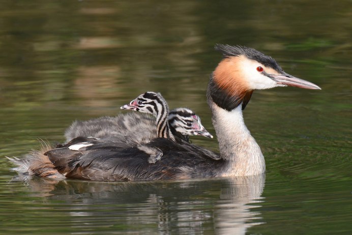 Нырок чомга