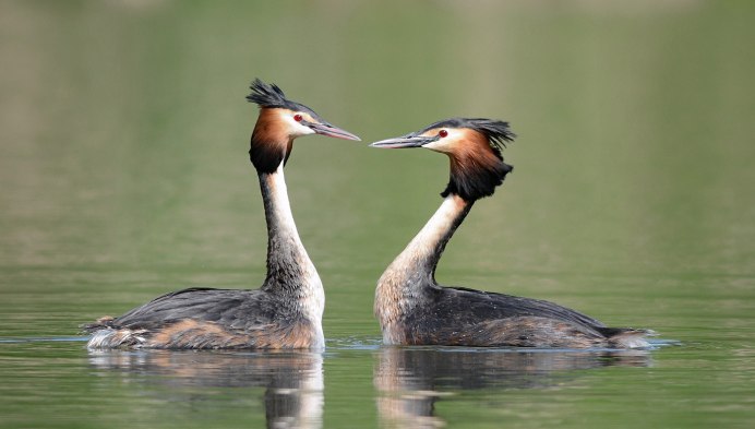 Птица бледная поганка