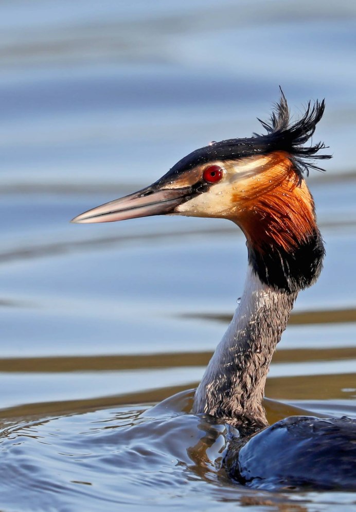 Мертвая чомга