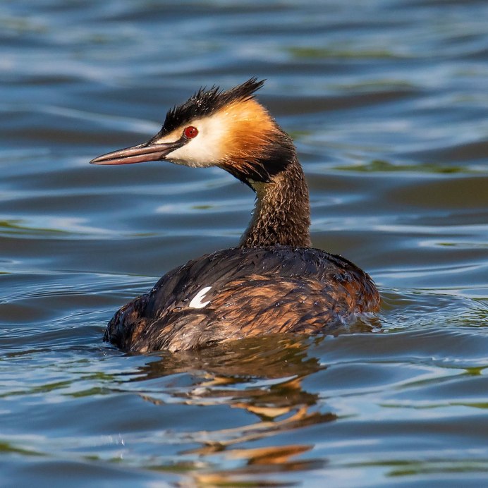 Чомга птица