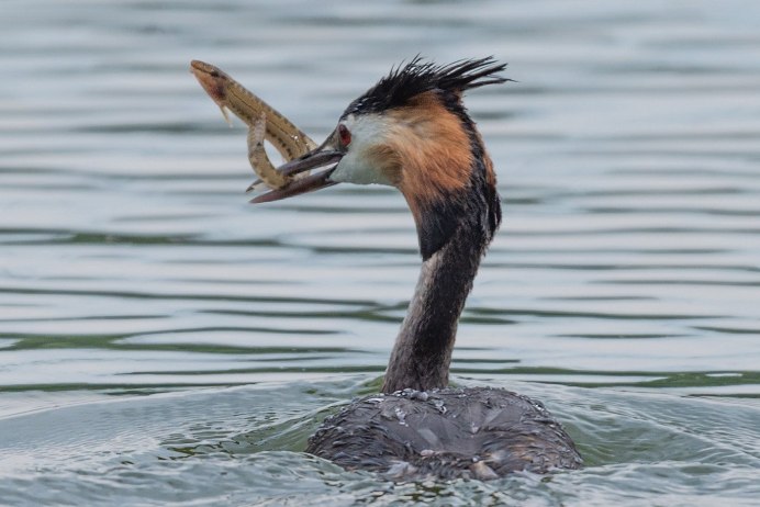 Поганка чомга птица