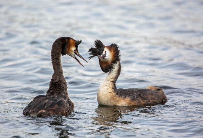Большая поганка чомга