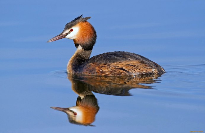 Большая поганка чомга