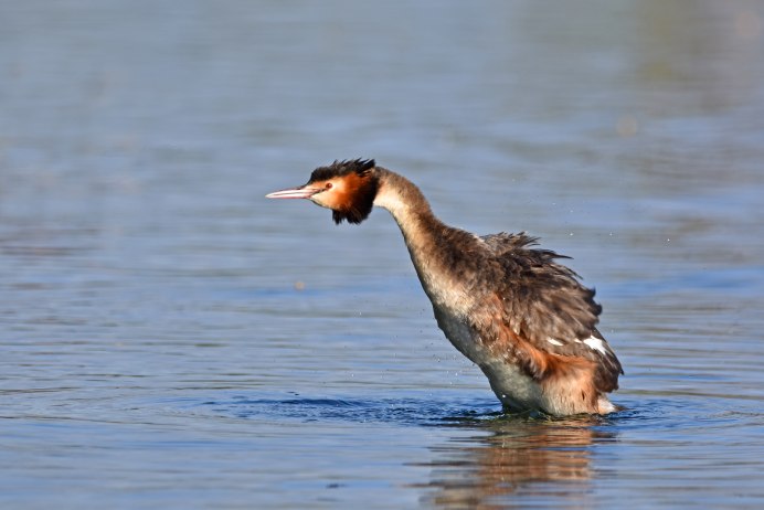 Большая поганка чомга