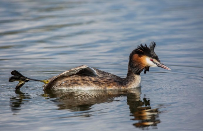 Нырок поганка