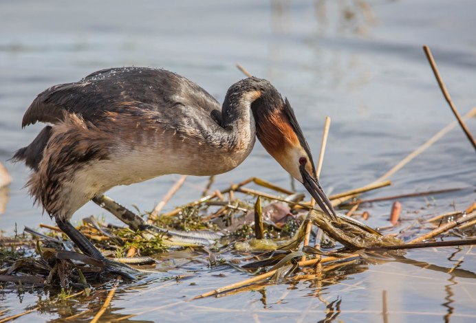 Утка поганка чомга