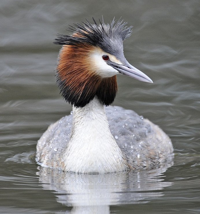 Поганка чомга птица