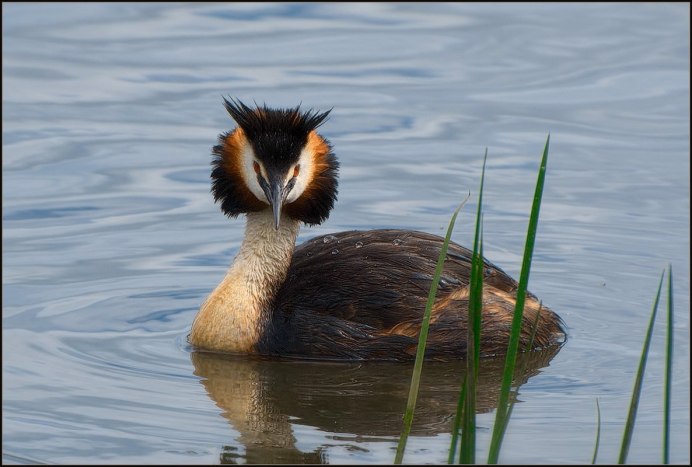 Большая поганка чомга
